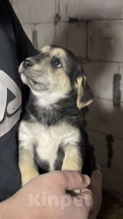 Собаки в Симферополе: Малышка ищет свою семью Девочка, 100 руб. - фото 2