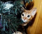 Кошки в Перми: Котенок девочка  Девочка, Бесплатно - фото 3