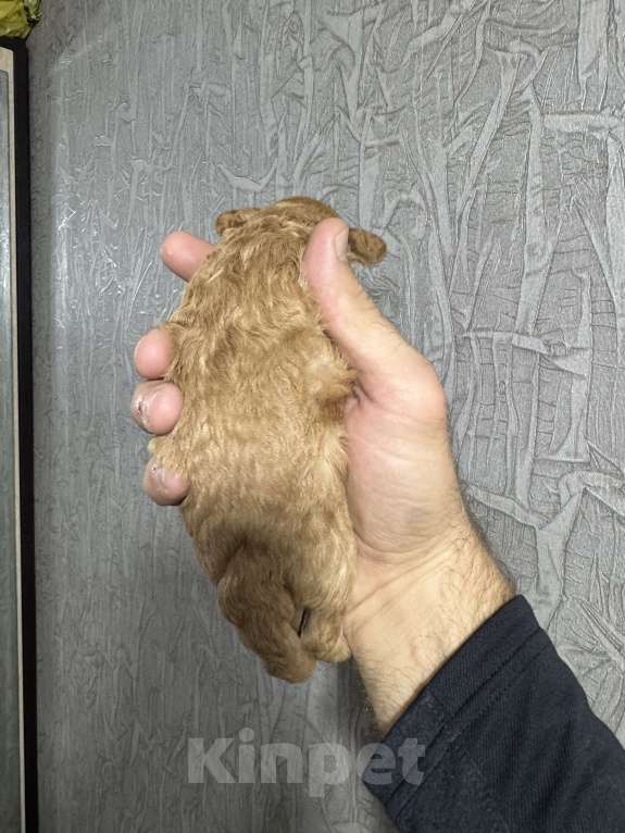 Собаки в Краснодаре: Той пудель  Мальчик, 60 000 руб. - фото 5