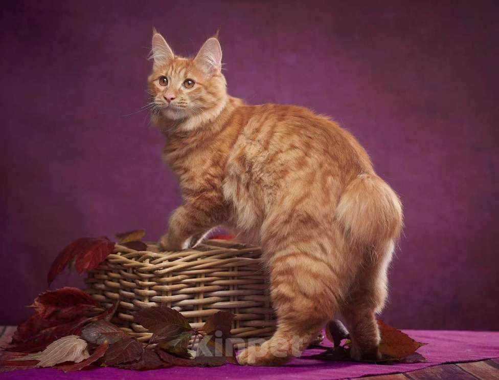 Кошки в других городах Алтайского края: Charli Tender Bobs Мальчик, Бесплатно - фото 1