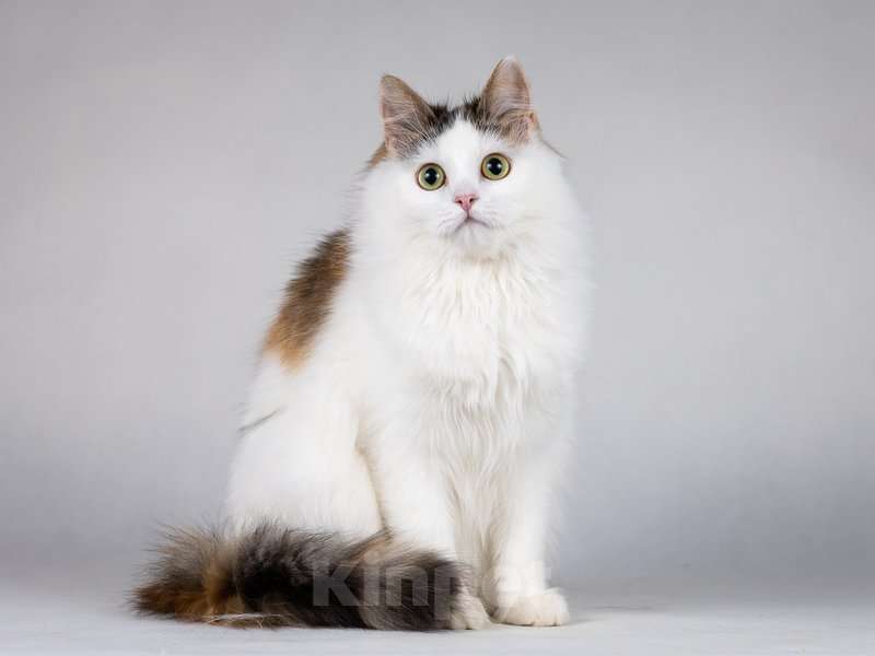 Кошки в Москве: Ласковая Зая, котёнок-подросток, девочка, трёхцветка.  Девочка, Бесплатно - фото 4