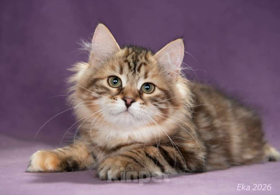 Кошки в Королеве: Сибирский котёнок, девочка Девочка, 70 000 руб. - фото 3