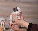 Собаки в Королеве: Американский булли стандарт Девочка, 150 000 руб. - фото 6