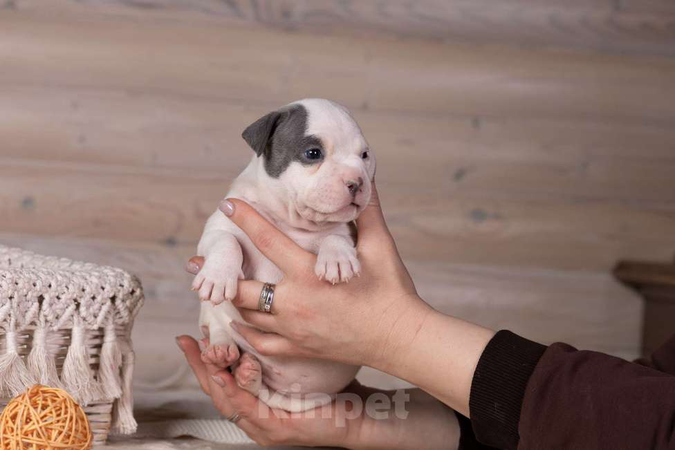 Собаки в Королеве: Американский булли стандарт Девочка, 150 000 руб. - фото 6