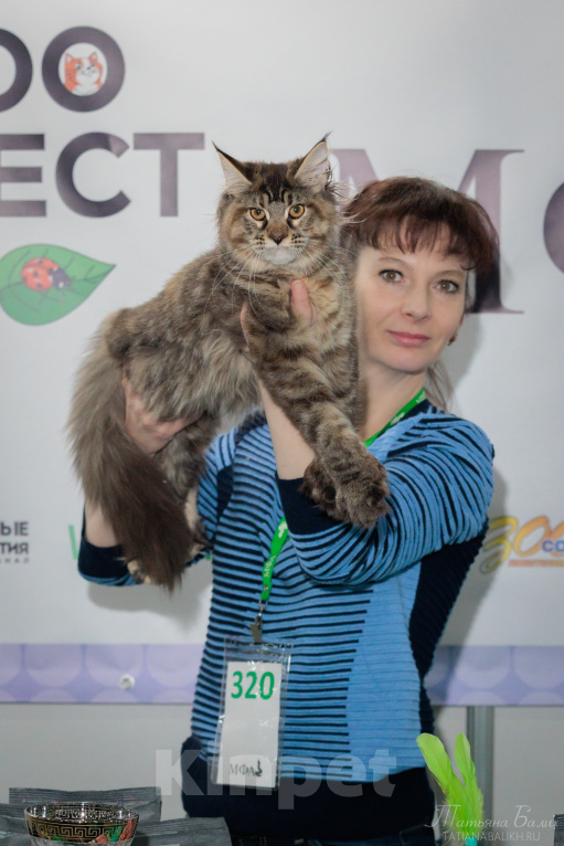 Кошки в Москве: Котёнок Мейн-кун полидакт Девоча Девочка, 100 000 руб. - фото 9