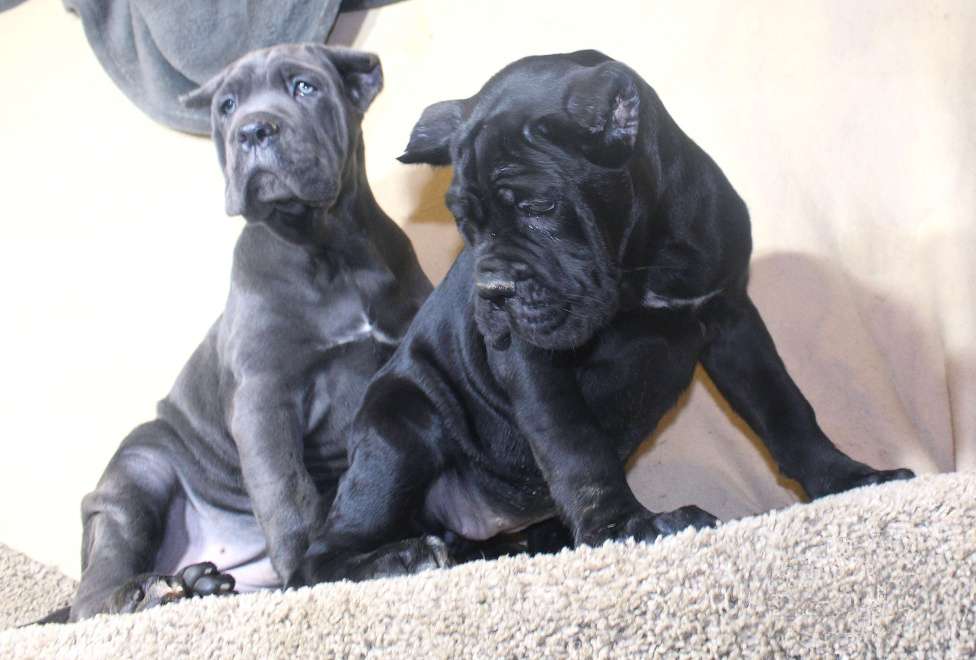 Собаки в Москве: Девочка кане корсо Голубого окраса. Девочка, 80 000 руб. - фото 10