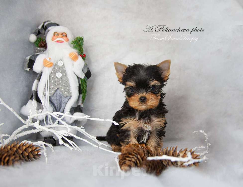 Собаки в Мытищах: Два брата Мальчик, Бесплатно - фото 3