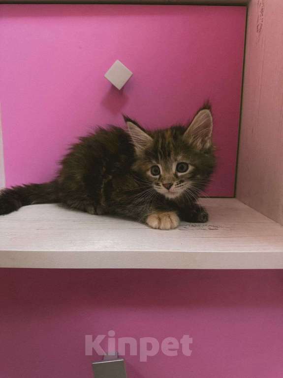 Кошки в Ростове-на-Дону: Котята мейн-кун Девочка, 20 000 руб. - фото 2