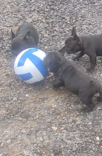 Собаки в других городах Московской области: Щенок французского бульдога 3 мес Мальчик, 80 000 руб. - фото 5