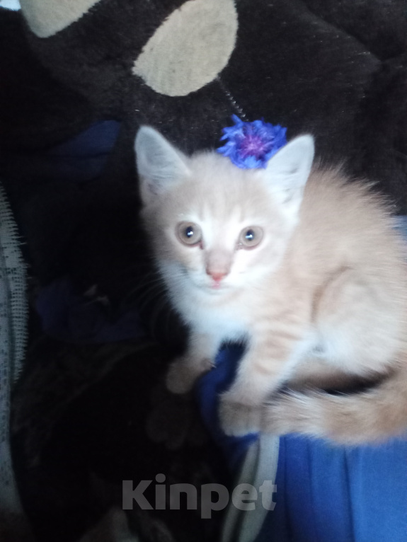 Кошки в других городах Красноярского края: Отдаю котёнка Девочка, Бесплатно - фото 1