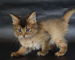 Кошки в Иркутске: котята лисята, 25 000 руб. - фото 4