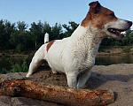 Собаки в Екатеринбурге: Джек Рассел терьер шикарный кобель на вязку♂️ Мальчик, Бесплатно - фото 1
