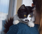 Кошки в Малмыже: Кошечка Соня ищет семью, 10 руб. - фото 3