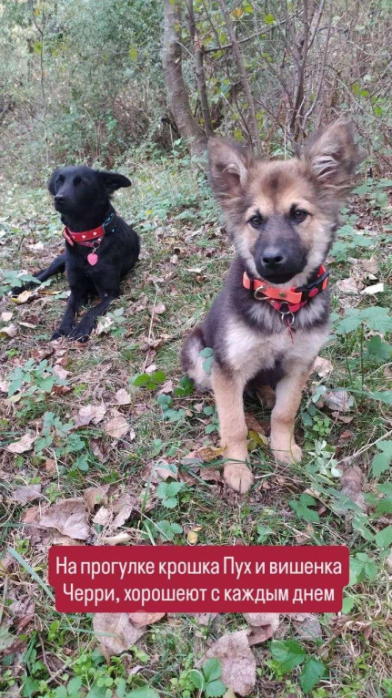 Собаки в Москве: Щеночек фенотип овчарки Мальчик, Бесплатно - фото 7