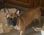 Собаки в Санкт-Петербурге: Очаровательная девочка французского бульдога Девочка, 40 000 руб. - фото 2