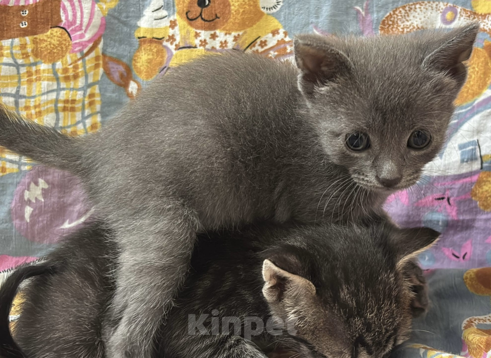 Кошки в Москве: котенок 1,5 месяца ищет дом Мальчик, Бесплатно - фото 1