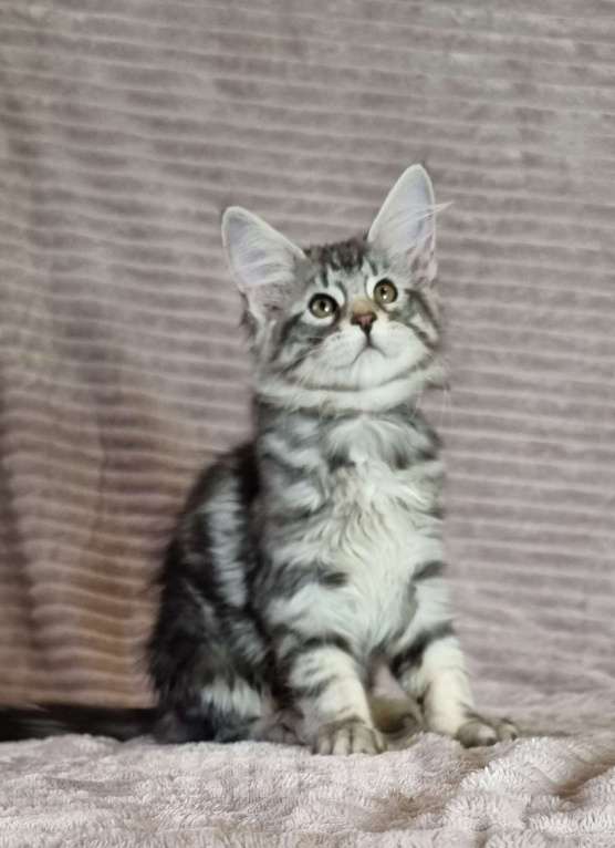 Кошки в Москве: Мальчик мраморного окраса Мальчик, 60 000 руб. - фото 4