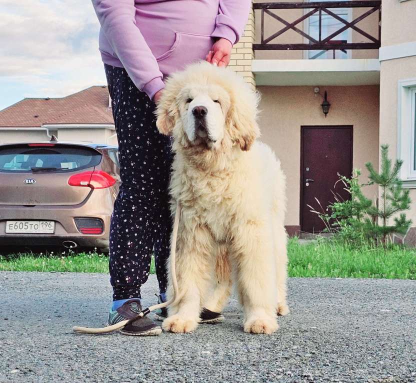 Собаки в Москве: Щенки Тибетского мастифа Мальчик, 150 000 руб. - фото 3