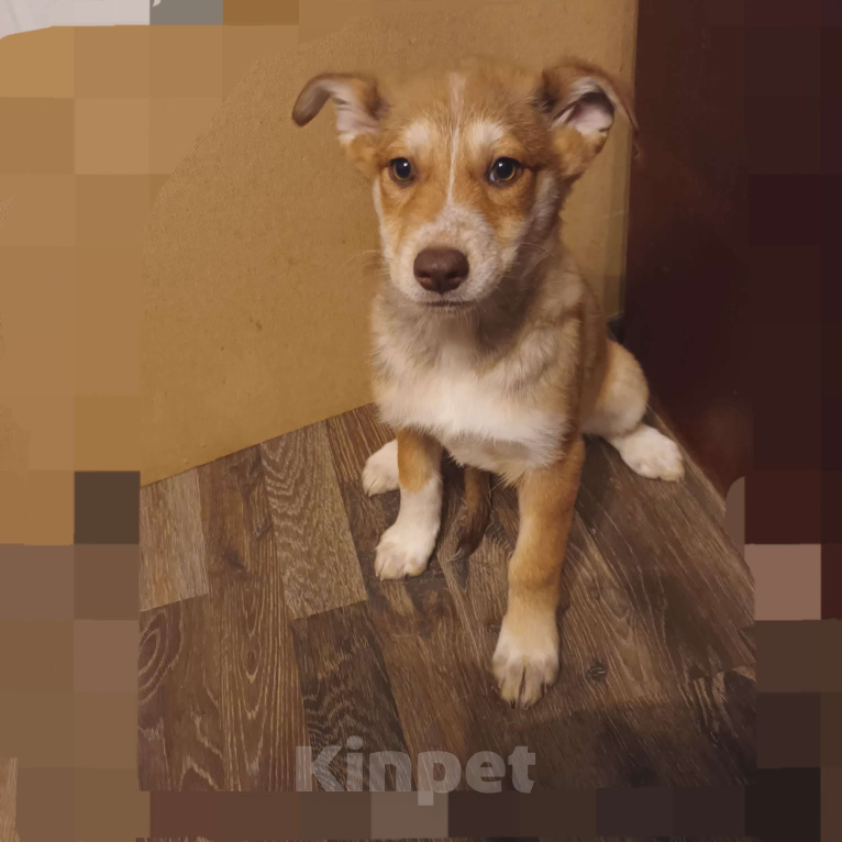 Собаки в Санкт-Петербурге: Щенок в добрые руки Девочка, Бесплатно - фото 2