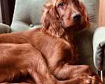 Собаки в Челябинске: Щенок ирландский красный сеттер Мальчик, 50 000 руб. - фото 1
