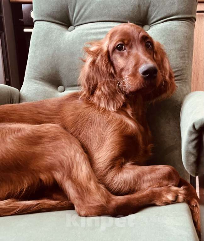 Собаки в Челябинске: Щенок ирландский красный сеттер Мальчик, 50 000 руб. - фото 1