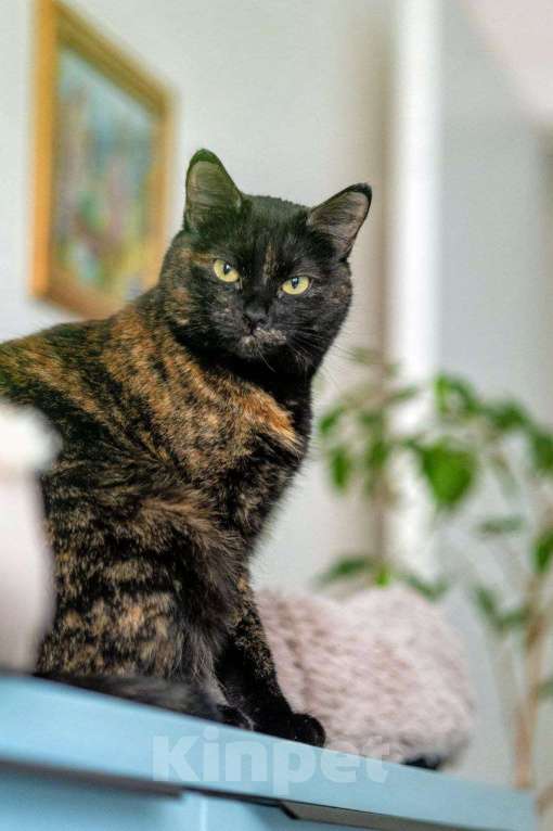 Кошки в Люберцах: Красотка в дар Девочка, Бесплатно - фото 5