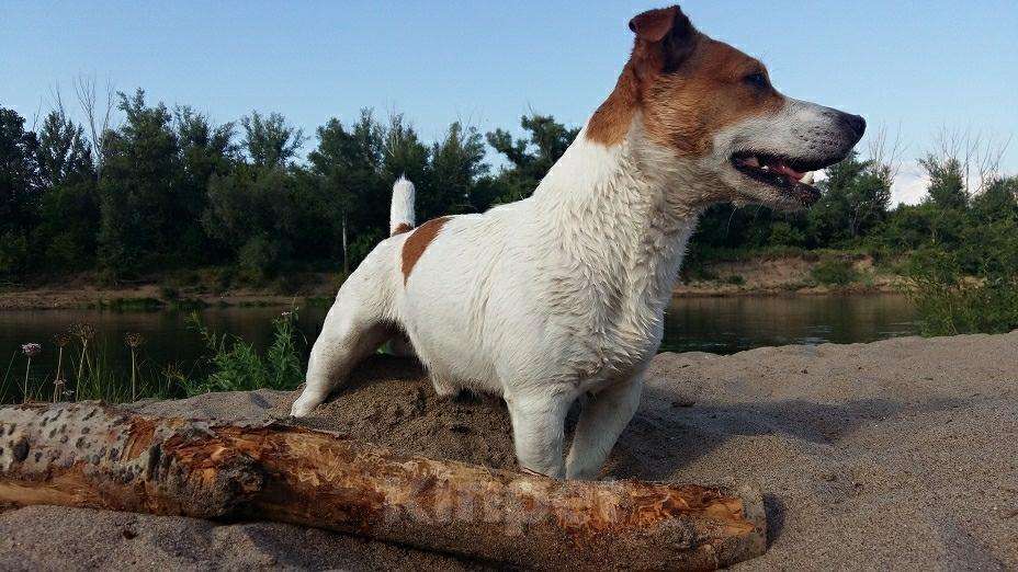 Собаки в Екатеринбурге: Джек Рассел терьер шикарный кобель на вязку♂️ Мальчик, Бесплатно - фото 1