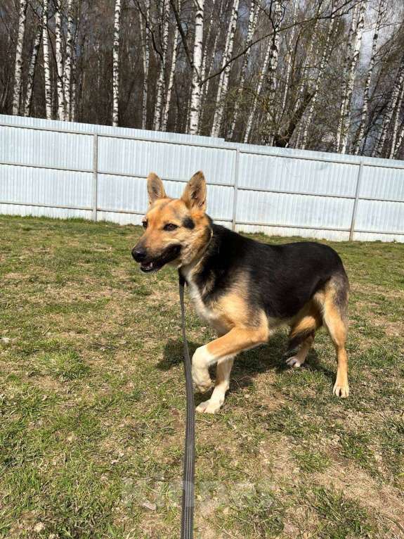 Собаки в Москве: Джеки, нежная девочка для квартиры Девочка, Бесплатно - фото 2