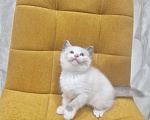 Кошки в Москве: Рэгдолл  ласковая девочка  Девочка, 35 000 руб. - фото 9