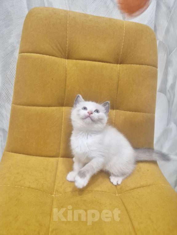 Кошки в Москве: Рэгдолл  ласковая девочка  Девочка, 35 000 руб. - фото 9