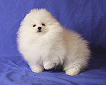 Собаки в Люберцах: Шикарный белый шпиц Мальчик, 50 000 руб. - фото 4