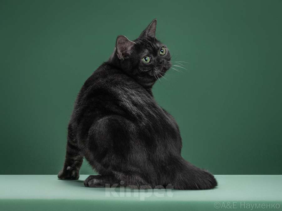 Кошки в Ликино-Дулево: Американская короткошерстная Мальчик, Бесплатно - фото 3