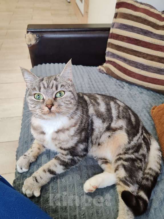 Кошки в Лобне: Кошечка со сложной судьбой в добрые руки  Девочка, Бесплатно - фото 8