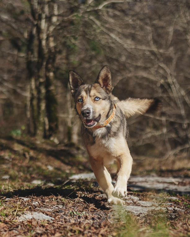 Собаки в Санкт-Петербурге: Эва ищет дом  Девочка, Бесплатно - фото 2
