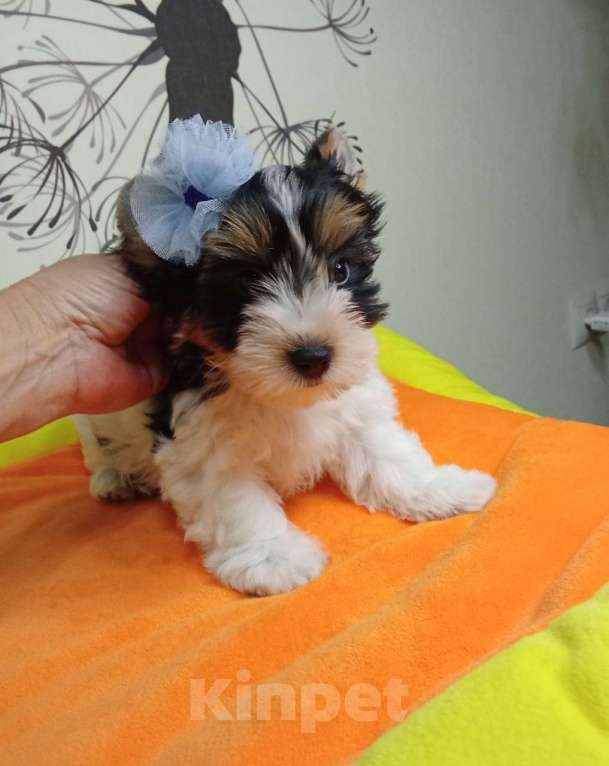 Собаки в Симферополе: шенки Бивера Мальчик, 60 000 руб. - фото 1