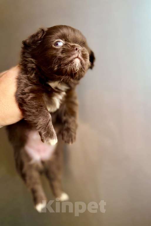 Собаки в Ростове-на-Дону: Чихуахуа ден Девочка, 50 000 руб. - фото 6