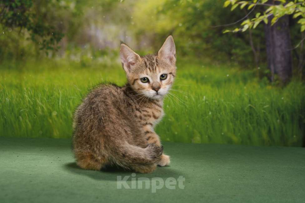 Кошки в Москве: эксклюзивные котята пиксибоба Девочка, 50 000 руб. - фото 2