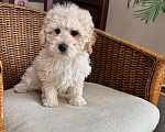 Собаки в Москве: мальтипу ф1 Мальчик, 78 000 руб. - фото 1