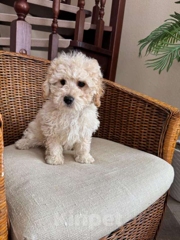 Собаки в Москве: мальтипу ф1 Мальчик, 78 000 руб. - фото 1