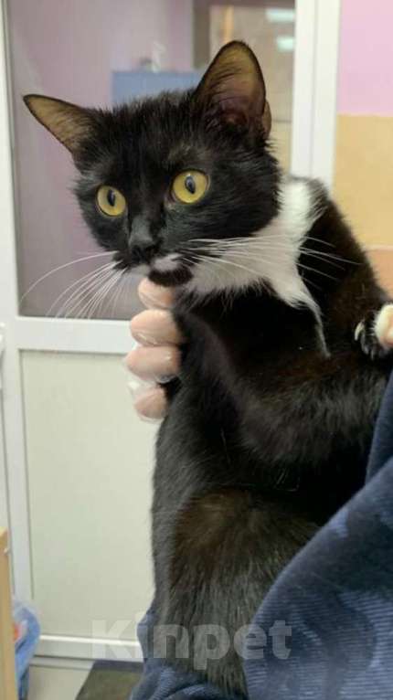 Кошки в Москве: Кошка Дашка в самые добрые руки Девочка, Бесплатно - фото 3