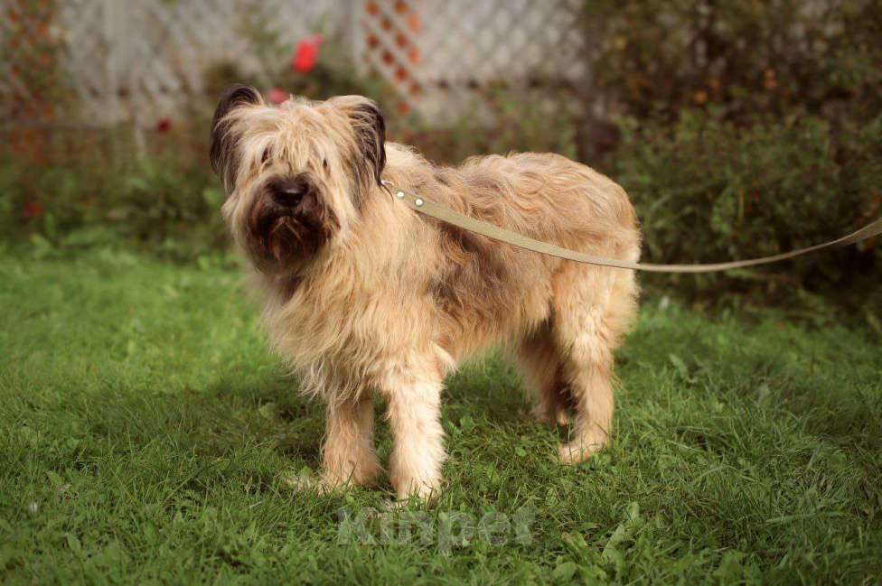 Собаки в Москве: Прекрасная бриарка в добрые руки Девочка, 100 руб. - фото 3