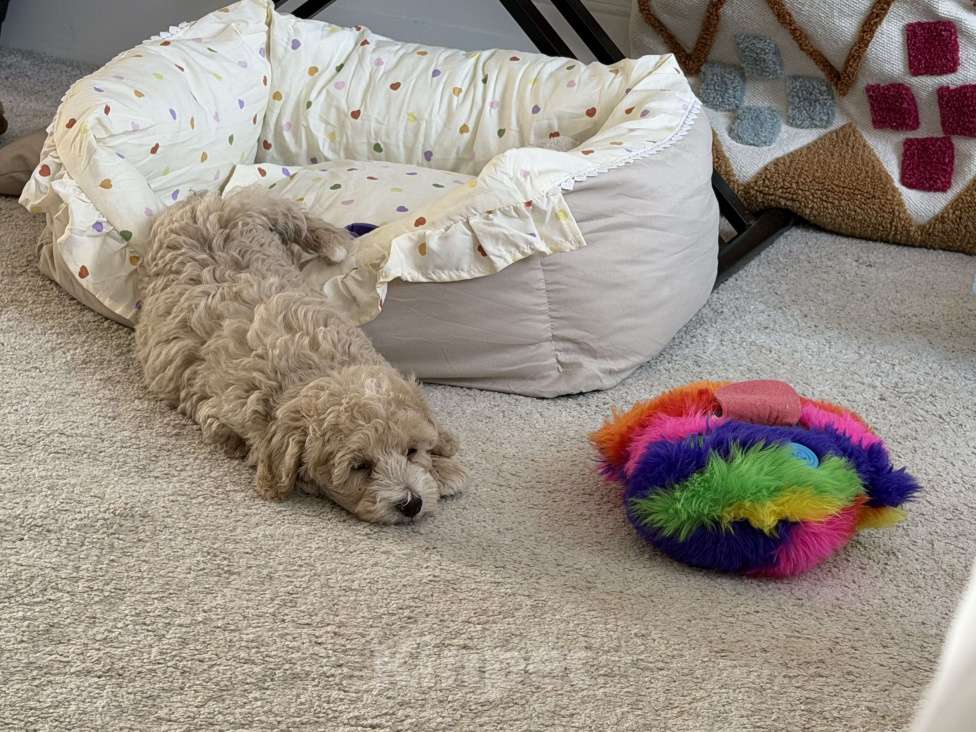 Собаки в Москве: Мальтипу Мальчик Мальчик, Бесплатно - фото 2