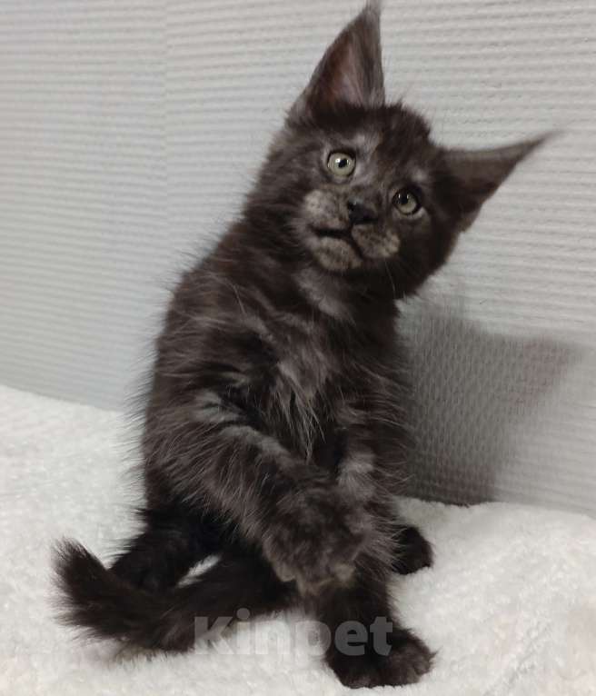 Кошки в Туле: Мейн-кун мальчик  Мальчик, 40 000 руб. - фото 5