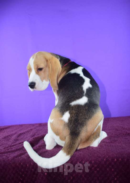 Собаки в Москве: Щенок бигля н Девочка, 65 000 руб. - фото 8