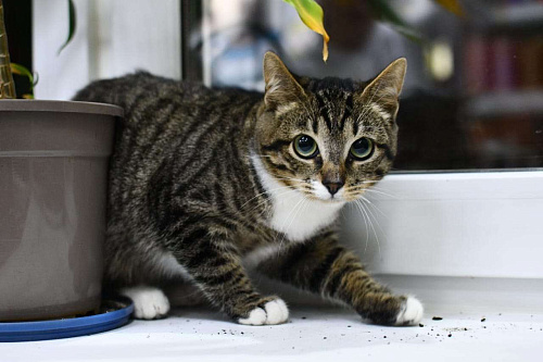 Объявление: Любознательная красавица в полосочку Герда, котенок ищет дом, Бесплатно, Москва