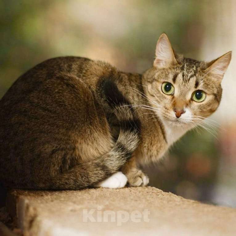 Кошки в Москве: Интелегентный котик Честер Мальчик, Бесплатно - фото 2