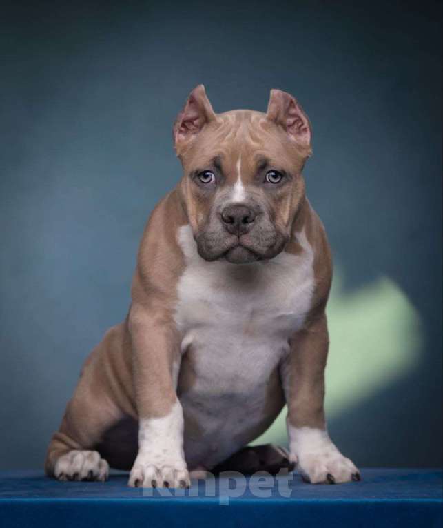 Собаки в Донецке: Бронирование щенков американский булли Мальчик, Бесплатно - фото 4