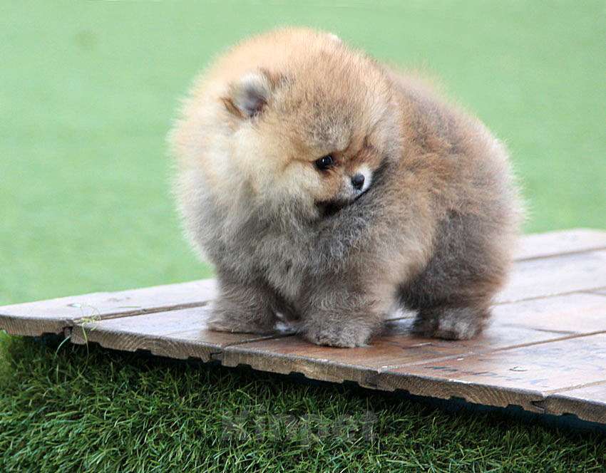 Собаки в Ялте: Померанский шпиц, мальчик Мальчик, 50 000 руб. - фото 3
