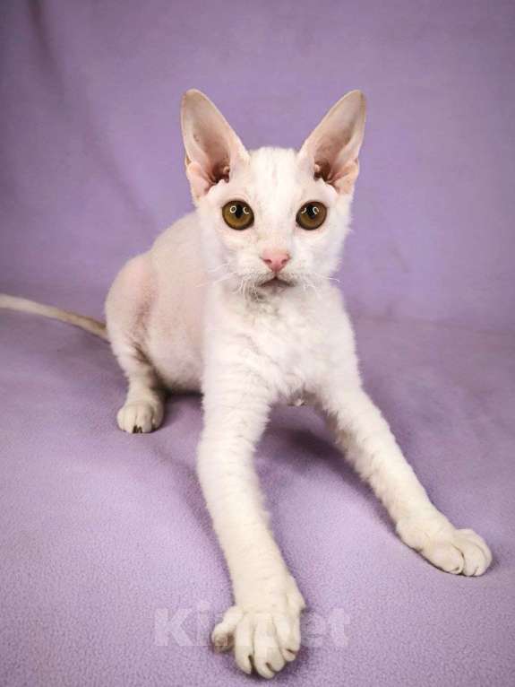Кошки в Москве: Элитные котята левкой Девочка, Бесплатно - фото 6