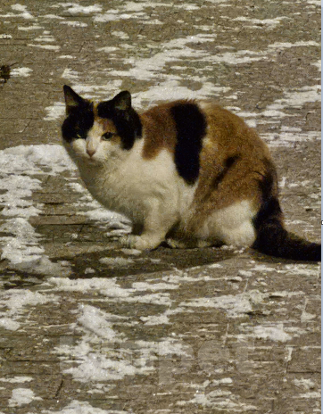 Кошки в Москве: Найдена кошка в парке Сокольники Девочка, 1 руб. - фото 1